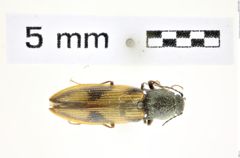 Foto (Dorsalansicht) von Liotrichus umbripennis (LeConte, 1857) (NHMW-ZOO-COL-0008334)